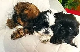 Shih Tzu sunie