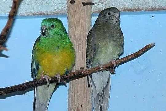 Papuga świergotka samica, Rzeszów