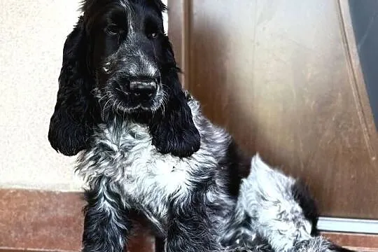 Szczeniak piesek cocker spaniel angielski nauczony czystości, Świętokrzyskie, Pacanów