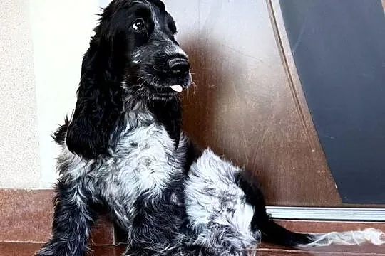 Szczeniak piesek cocker spaniel angielski nauczony czystości, Świętokrzyskie, Pacanów