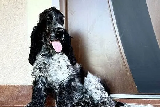 Szczeniak piesek cocker spaniel angielski nauczony czystości, Świętokrzyskie, Pacanów