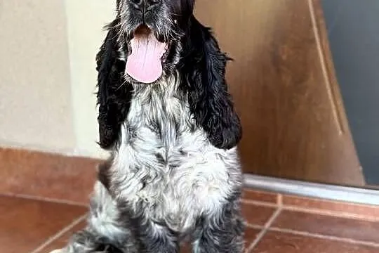 Szczeniak piesek cocker spaniel angielski nauczony czystości, Świętokrzyskie, Pacanów