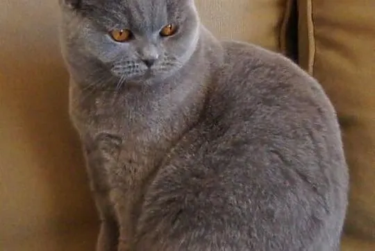 Rodowodowa kotka brytyjska niebieska - JUŻ DO ODBI