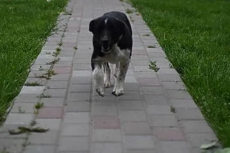 Malutki i młody PACO do pokochania,  mazowieckie W