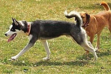 Loth - młody niebieskoki psiak husky prosi o dom, 