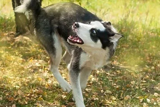 Loth - młody niebieskoki psiak husky prosi o dom, 