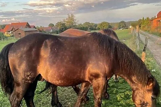 Konie zimnokrwiste