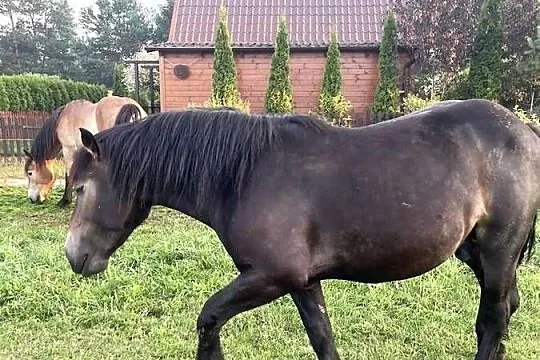 Konie zimnokrwiste, Pomorskie, Kłączno