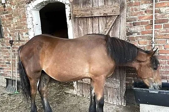 Konie zimnokrwiste, Pomorskie, Kłączno