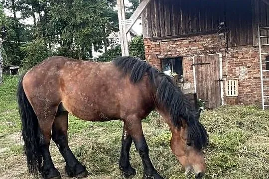 Konie zimnokrwiste, Pomorskie, Kłączno