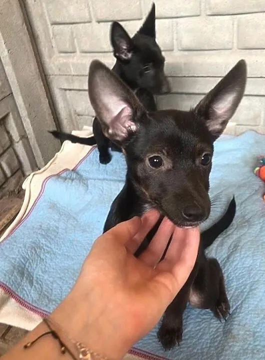 Dori-3 miesięczne, cudne maleństwo do adopcji!, Śląskie, Częstochowa