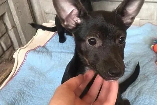 Dori-3 miesięczne, cudne maleństwo do adopcji!, Śląskie, Częstochowa