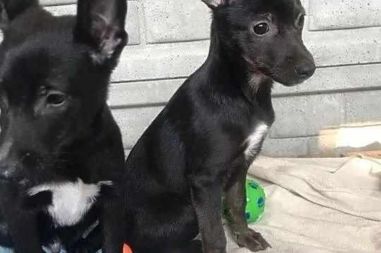 Dori-3 miesięczne, cudne maleństwo do adopcji!, Śląskie, Częstochowa
