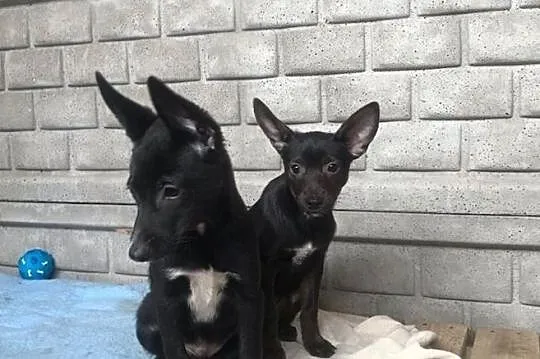 Dori-3 miesięczne, cudne maleństwo do adopcji!, Śląskie, Częstochowa