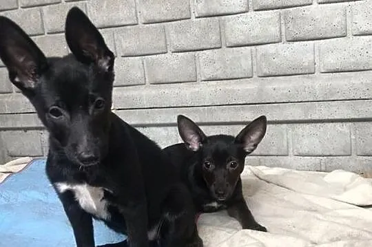 Dori-3 miesięczne, cudne maleństwo do adopcji!, Śląskie, Częstochowa