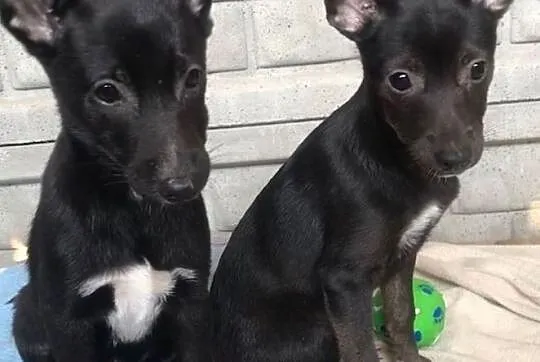 Dori-3 miesięczne, cudne maleństwo do adopcji!, Śląskie, Częstochowa