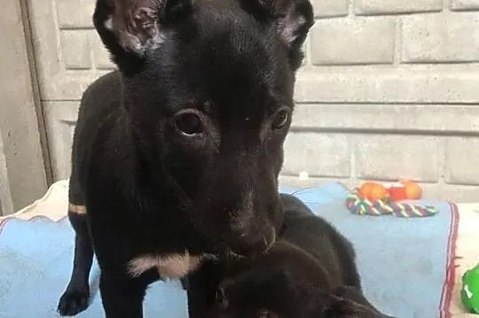 Dori-3 miesięczne, cudne maleństwo do adopcji!, Śląskie, Częstochowa