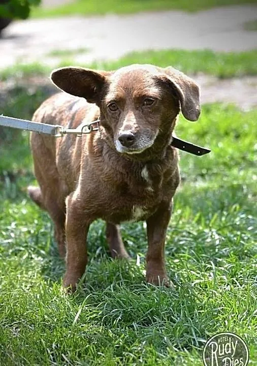 Grzeczna, malutka sunia do adopcji!