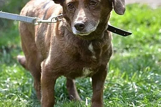 Grzeczna, malutka sunia do adopcji!