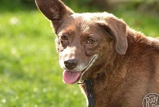 Grzeczna, malutka sunia do adopcji!