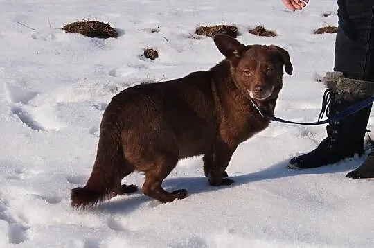 Grzeczna, malutka sunia do adopcji!