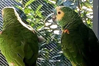 Amazonki niebieskoczelne