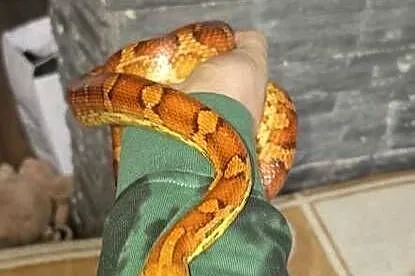Wąż zbożowy wraz z terrarium plus mata grzewcza, Dolnośląskie, Księginice