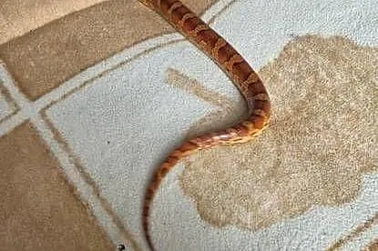 Wąż zbożowy wraz z terrarium plus mata grzewcza, Dolnośląskie, Księginice