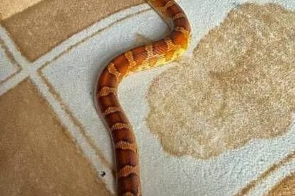 Wąż zbożowy wraz z terrarium plus mata grzewcza, Dolnośląskie, Księginice