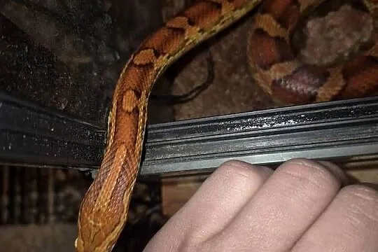 Wąż zbożowy wraz z terrarium plus mata grzewcza, Dolnośląskie, Księginice