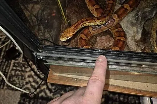 Wąż zbożowy wraz z terrarium plus mata grzewcza, Dolnośląskie, Księginice