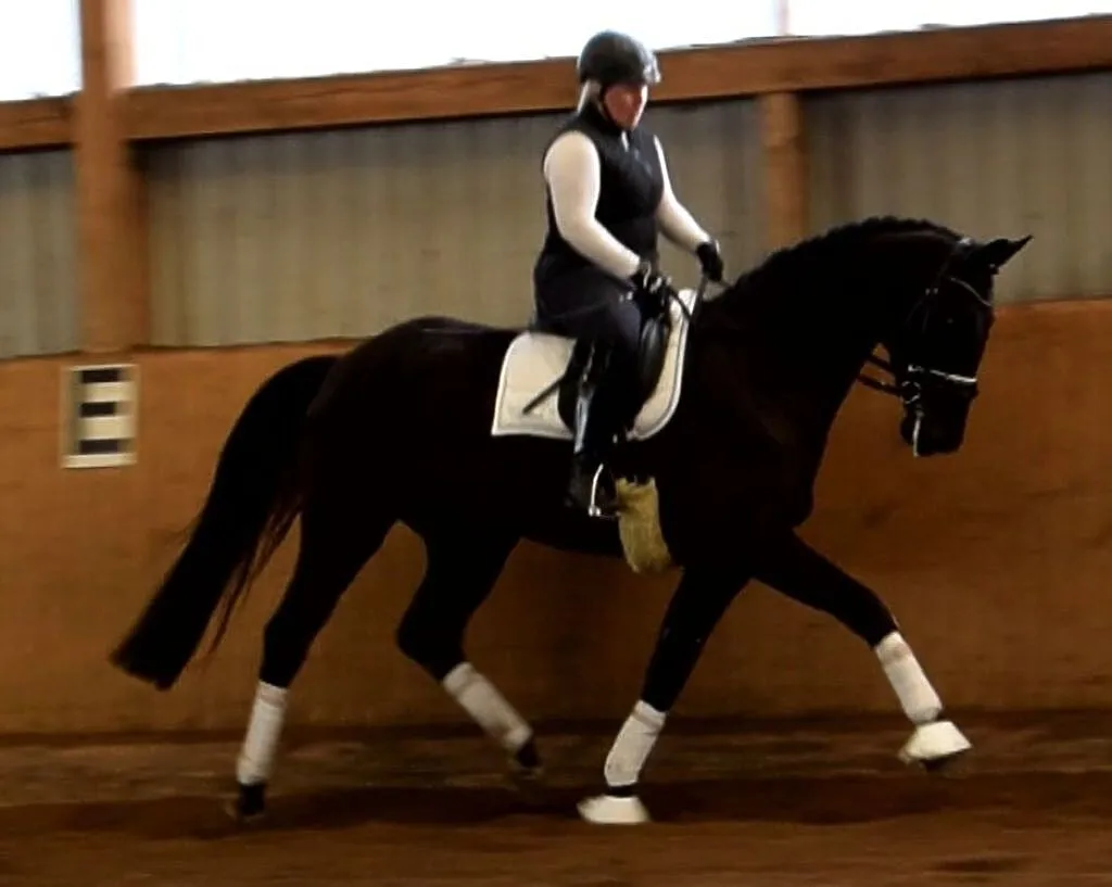 ***Klacz do hodowli i sportu*** Desperados - San Amour, ,