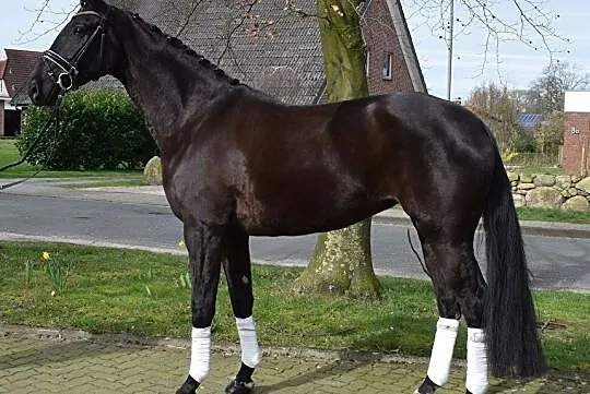 ***Klacz do hodowli i sportu*** Desperados - San Amour, , 