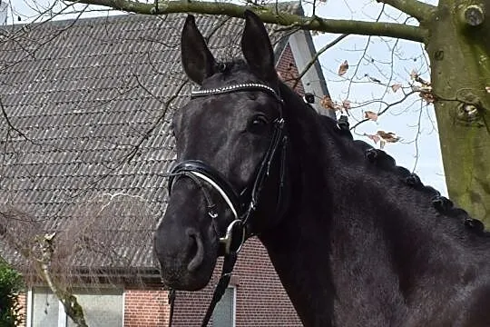 ***Klacz do hodowli i sportu*** Desperados - San Amour, , 