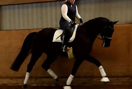 ***Klacz do hodowli i sportu*** Desperados - San Amour, , 