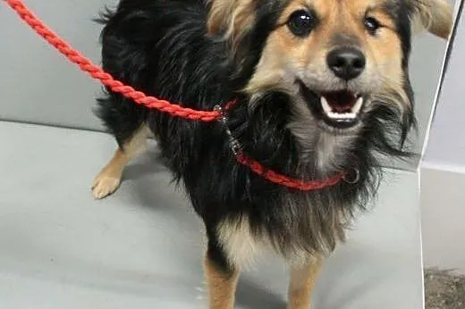 MAFI - 5 kg super mikro psiak bez oczka szuka kochającego domu!,  mazowieckie Warszawa