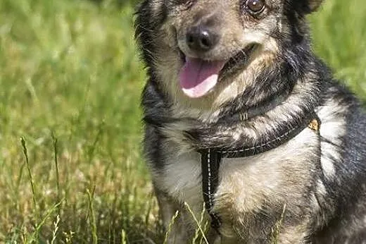 Malutki Grześ czeka na domek!,  mazowieckie Warsza