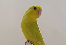 Papuga Wróbliczka, Rzędzianowice