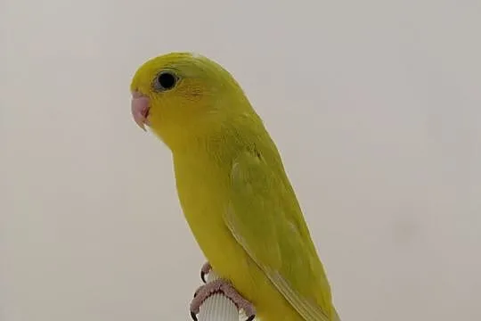Papuga Wróbliczka, Rzędzianowice