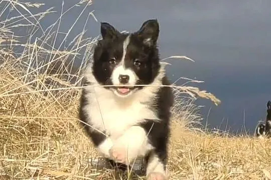 Rasowa Suczka BORDER COLLIE z Hodowli - Szczenię z pełną dok.