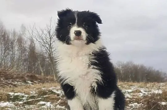 Rasowa Suczka BORDER COLLIE z Hodowli - Szczenię z pełną dok., Małopolskie, Kraków
