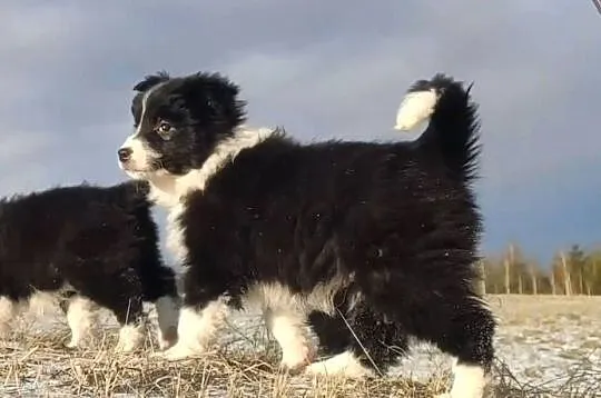 Rasowa Suczka BORDER COLLIE z Hodowli - Szczenię z pełną dok., Małopolskie, Kraków