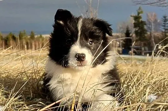 Rasowa Suczka BORDER COLLIE z Hodowli - Szczenię z pełną dok., Małopolskie, Kraków
