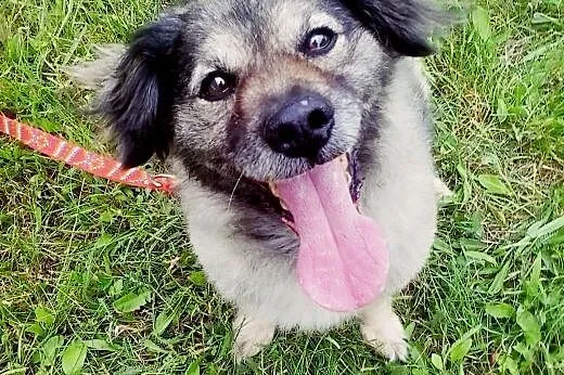 CZAREK - czarujący kundelek do adopcji,  wielkopolskie Poznań