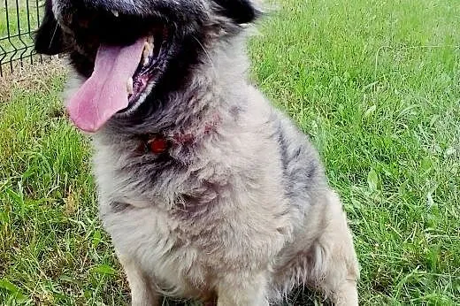 CZAREK - czarujący kundelek do adopcji,  wielkopol