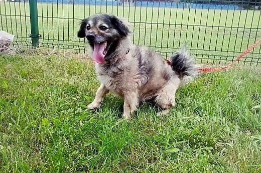 CZAREK - czarujący kundelek do adopcji,  wielkopol