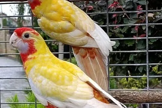 Rozelle królewskie pastele, Mazowieckie, Radom