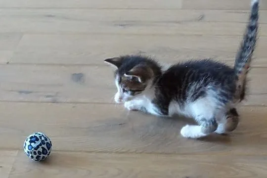 Edgar