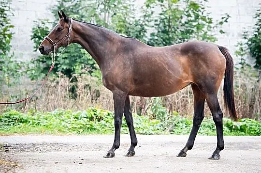 Klacze hodowlane po karierze sportowej, Kruszyna