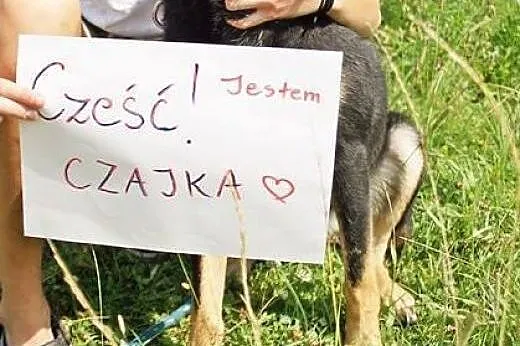 Młoda, piękna i inteligentna – czego chcieć więcej? Czajka do adopcji!,  Kundelki cała Polska